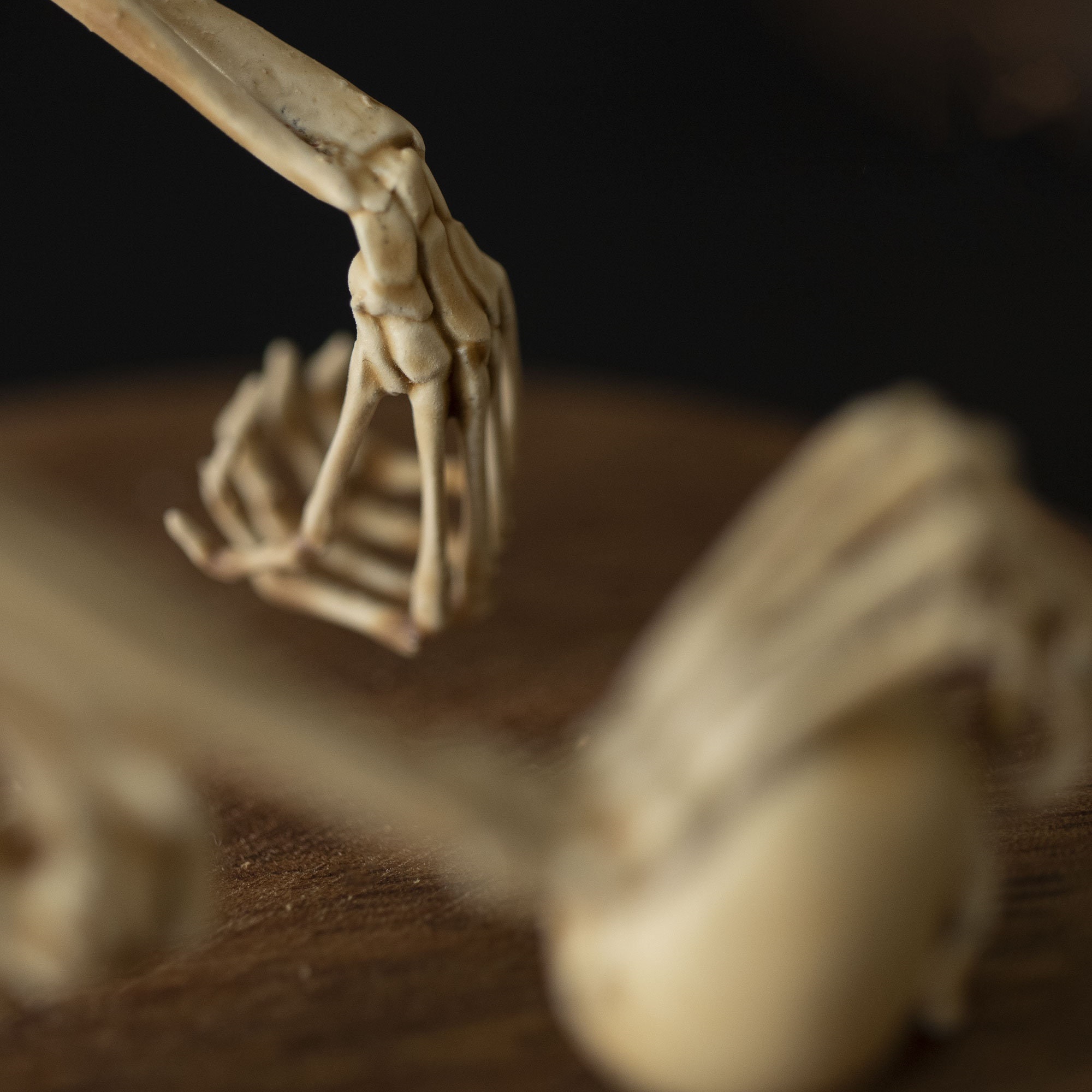 👍Last Day Promotion 60% OFF💥WENDIGO SKELETON CURIOSITY CABINET