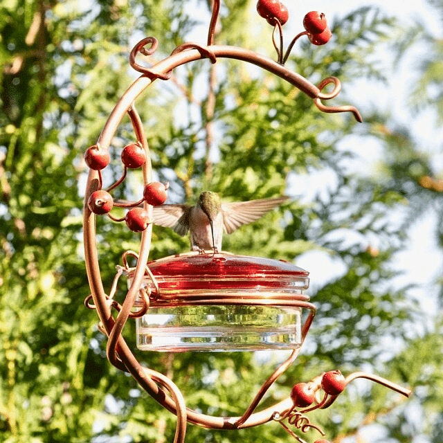 Red Berries Hummingbird Feeder-20% OFF