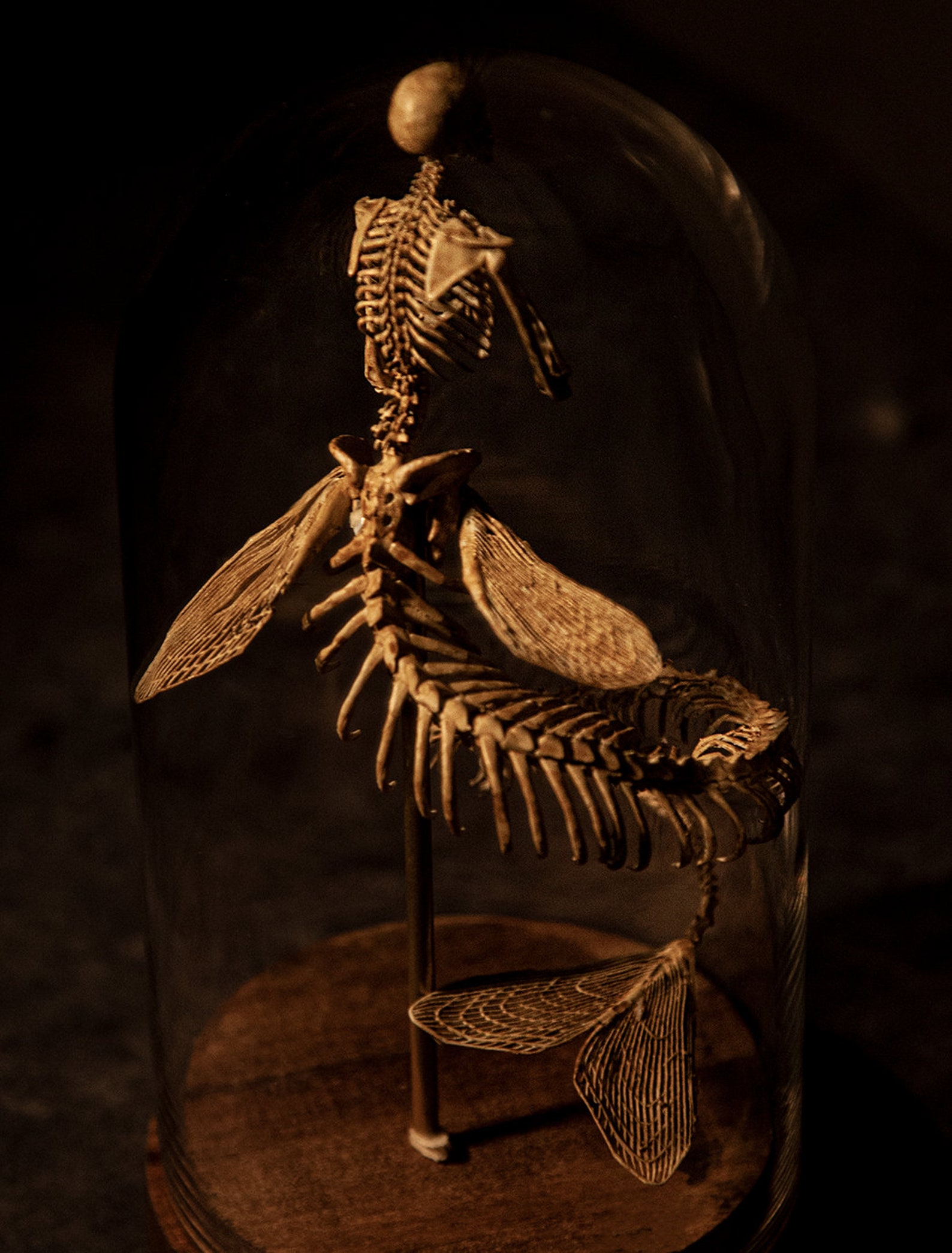 👍Last Day Promotion 60% OFF💥WENDIGO SKELETON CURIOSITY CABINET