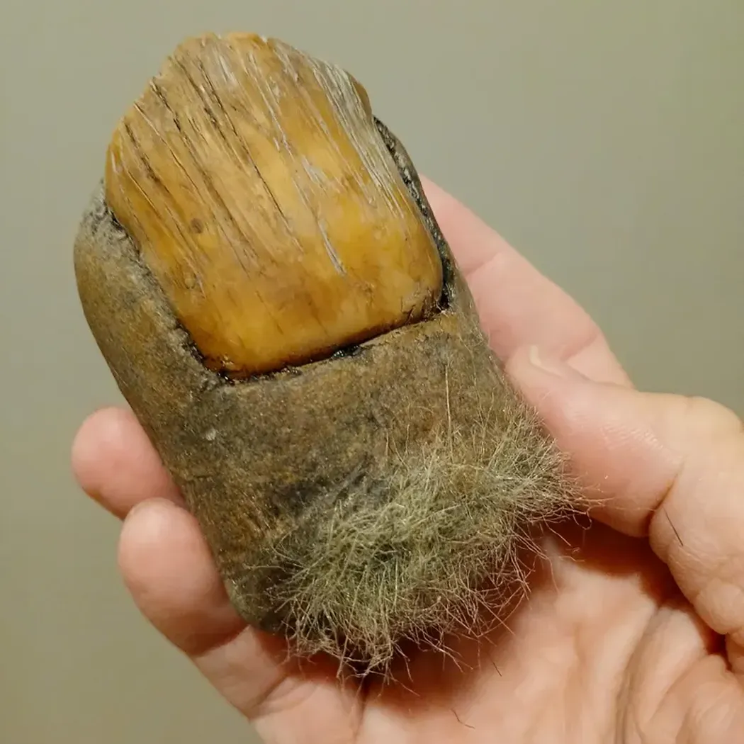 Bigfoot Toe Sasquatch