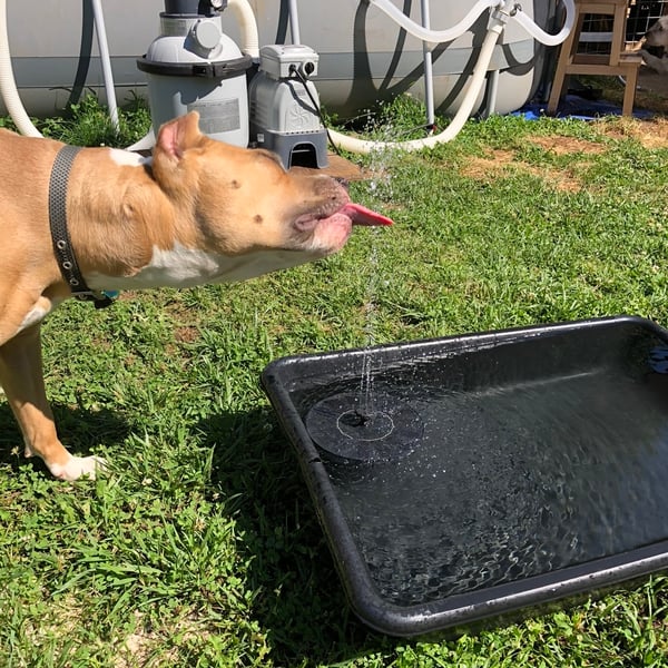 DIY Outdoor Bird Bath Fountain Pump