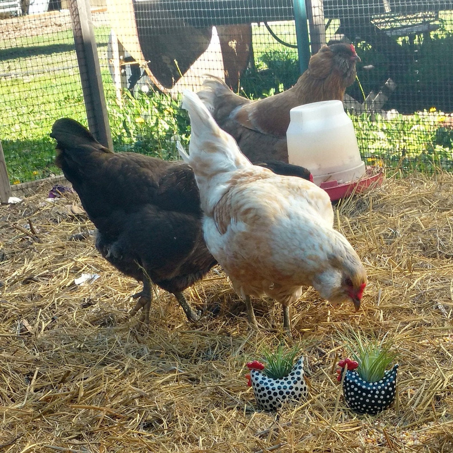 ❤️Mother's Day Sale 50% OFF❤️Free Range Black and White Chickens, Chicken Lover