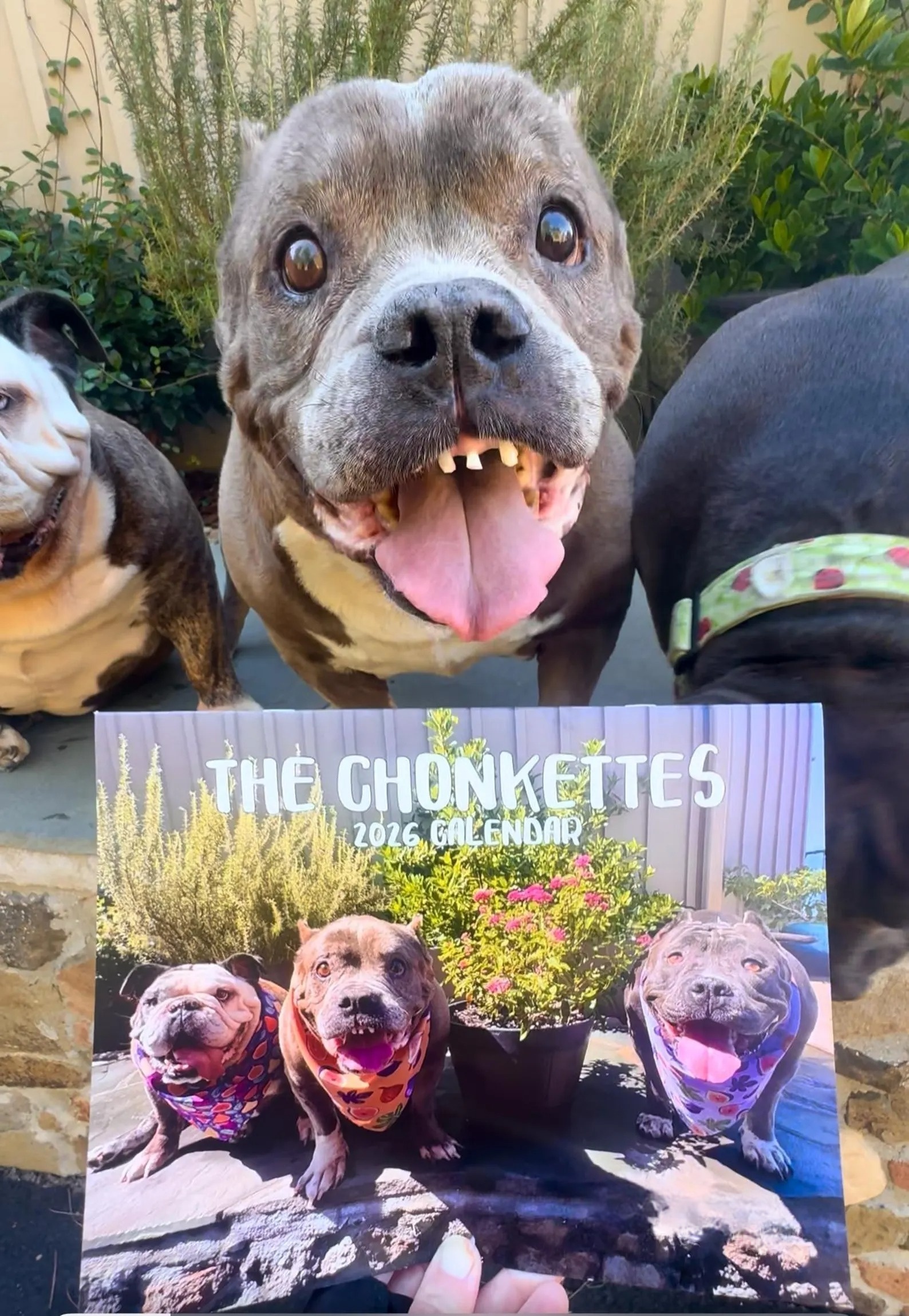 Chonkettes 2026 Calendar🐾🎄