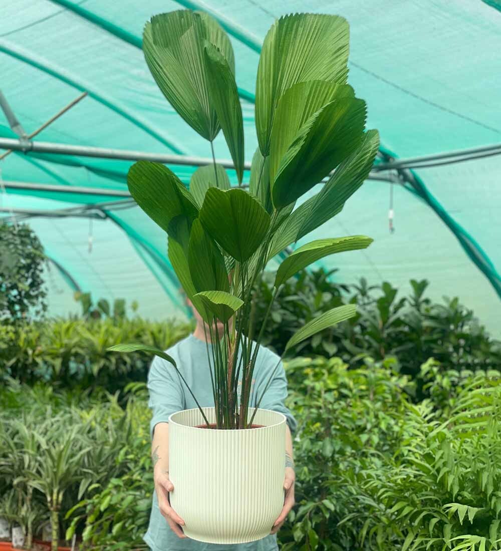 Vanuatu Fan Palm