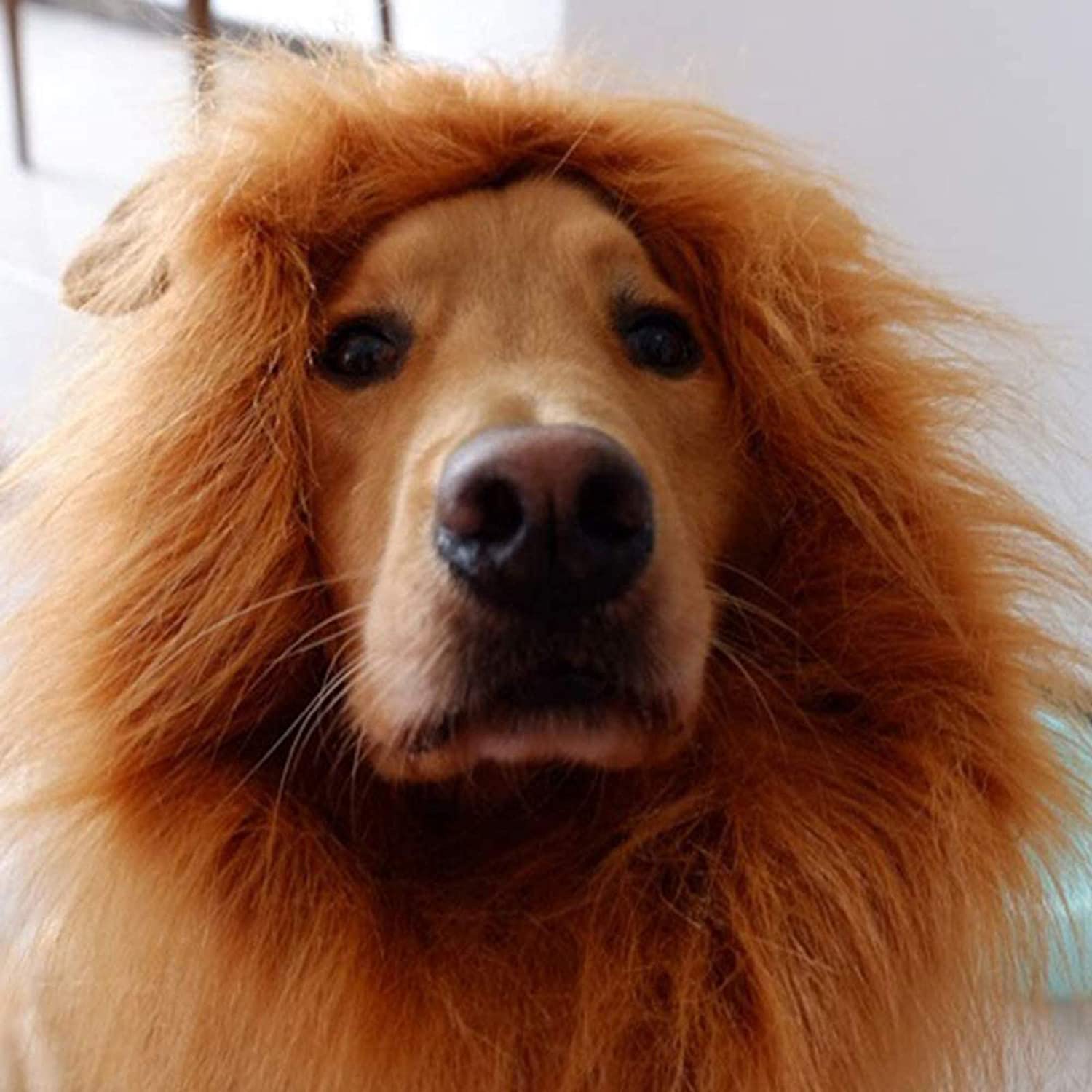 Dog Lion Mane🦁