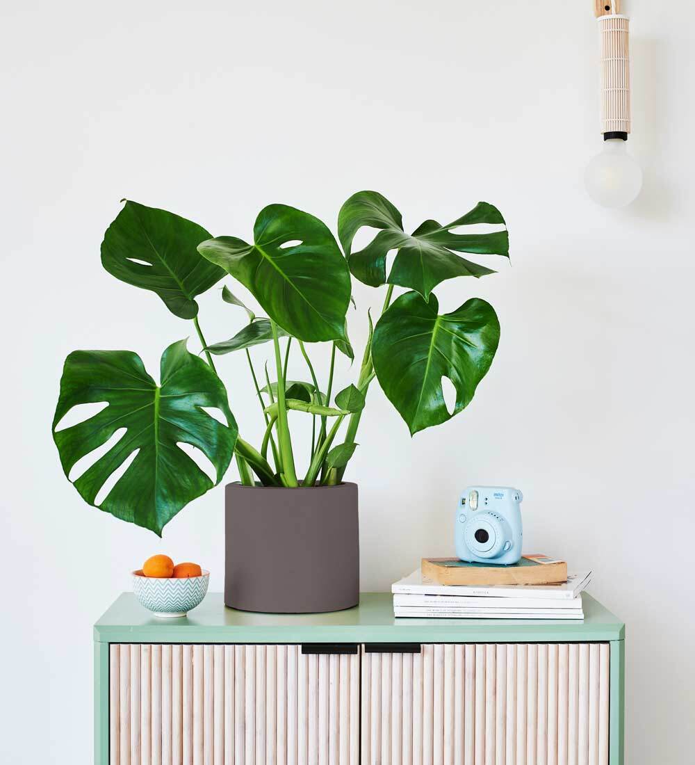 Swiss Cheese Plant & Pot