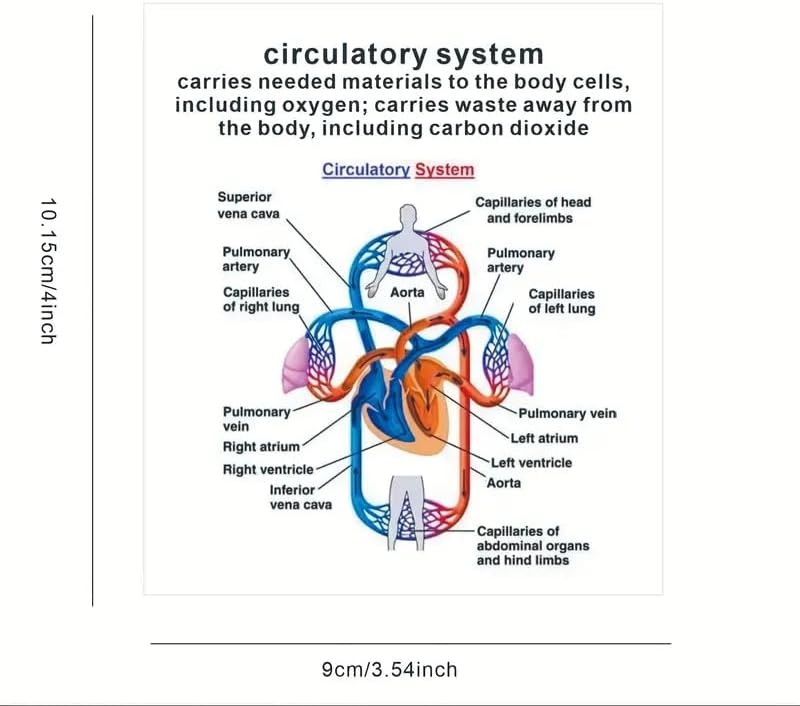 ✨Flash Sale✨Human Body System Anatomy Card,1 Set Medical & Nursing Learning Guide with Rings