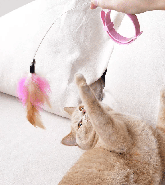 🔥Last Day Promotion-SAVE 50% OFF🔥Free hands collar cat teaser stick😻-BUY 5 GET 5 FREE(10PCS)&FREE SHIPPING