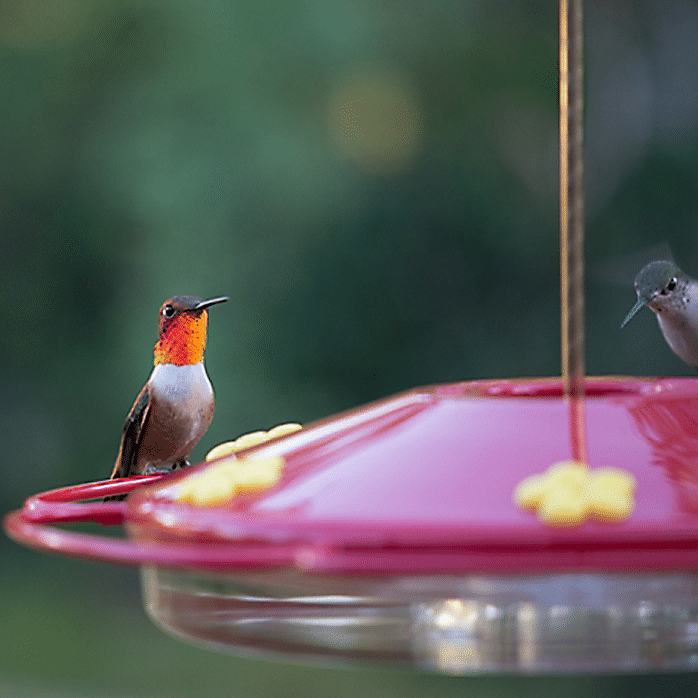 Hummingbird Feeder With Perch And Built-in Ant Moat