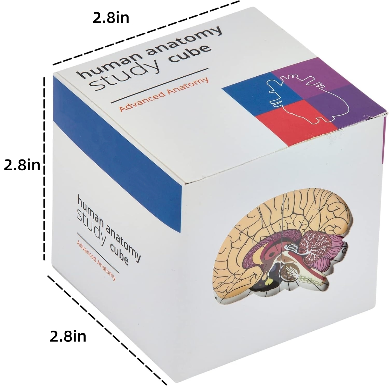✨Last Day 50% OFF✨Human Anatomy Study Cube | Study 9 Parts of The Human Body