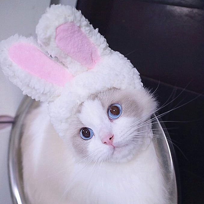 2024  King Cat Costume🔥(Last Day to Sell)