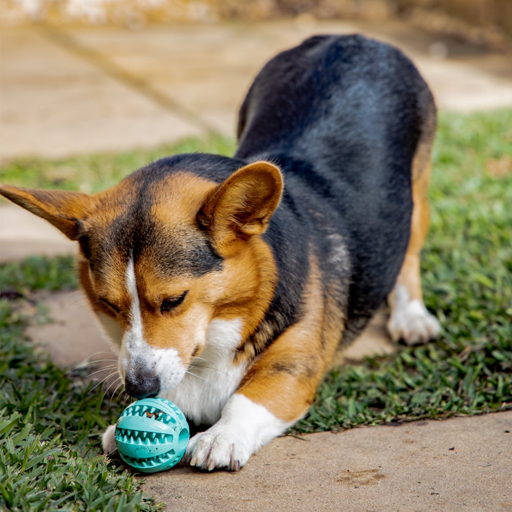 (🔥Clearance Sale Today-46% OFF)Pet teething toy ball-BUY 3 GET 20% OFF & FREE SHIPPING