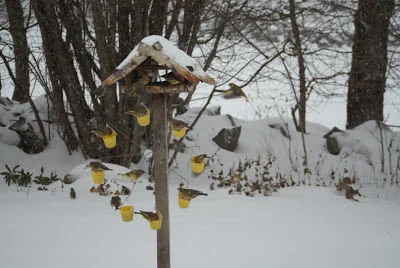 🔥Last Day 50% OFF🔥Ferris Wheel Bird Feeder-BUY 2 GET 10% OFF & FREE SHIPPING