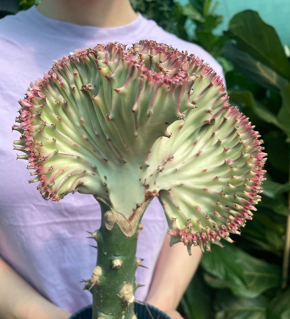 Coral Cactus