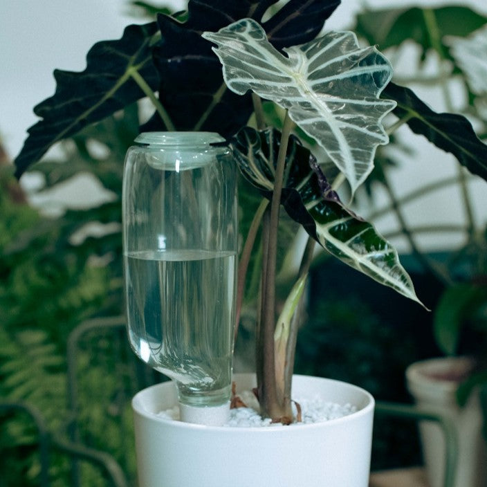 💖Last Day 50% OFF💖Self-Watering Plant Care Kit