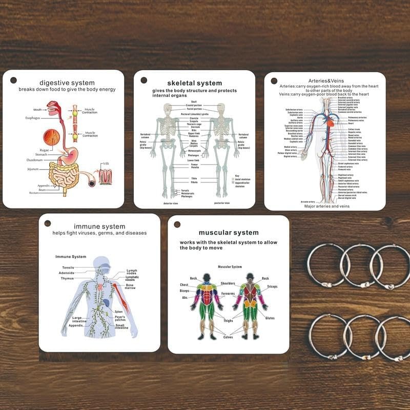 ✨Flash Sale✨Human Body System Anatomy Card,1 Set Medical & Nursing Learning Guide with Rings