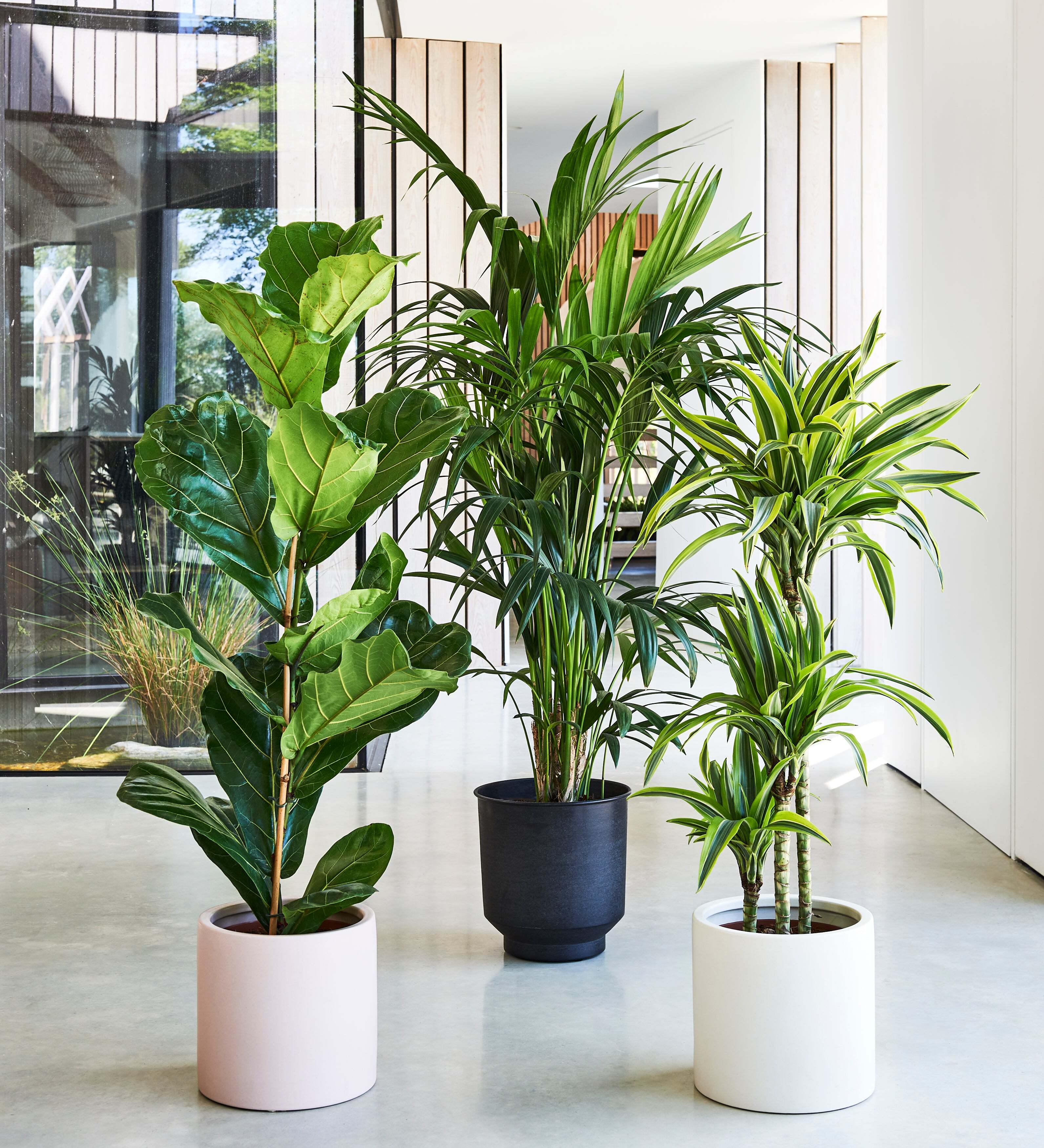 Tall Plant Bundle