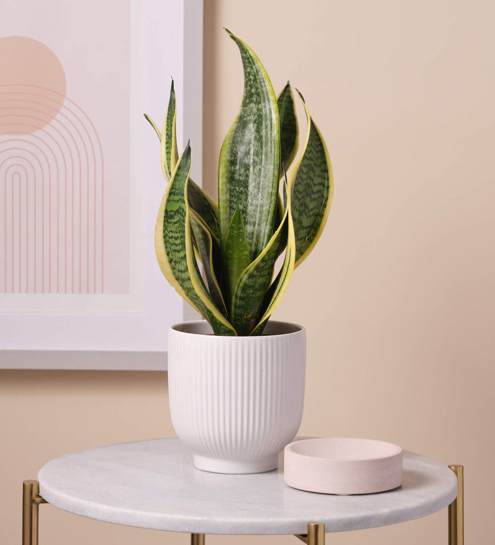 Snake Plant & Ceramic Pot