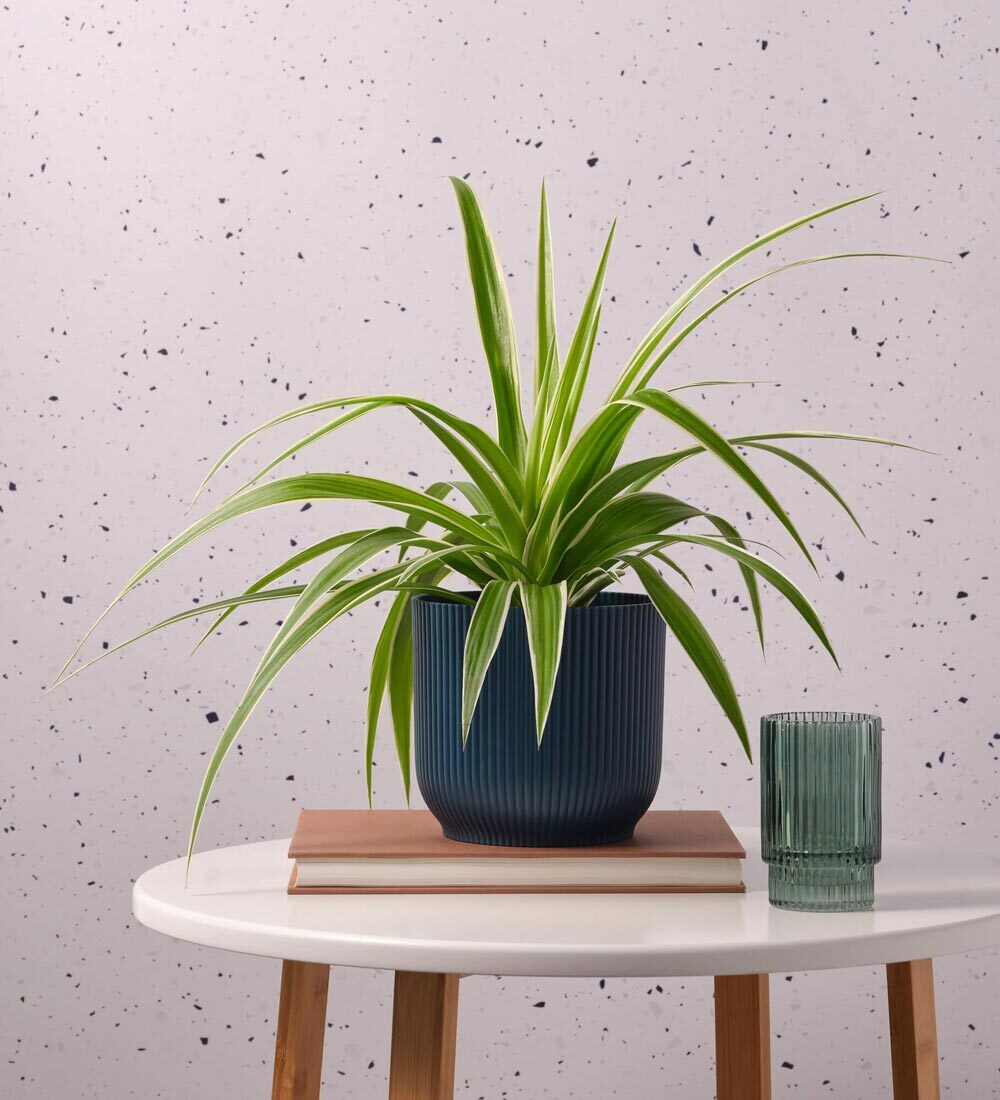 Spider Plant