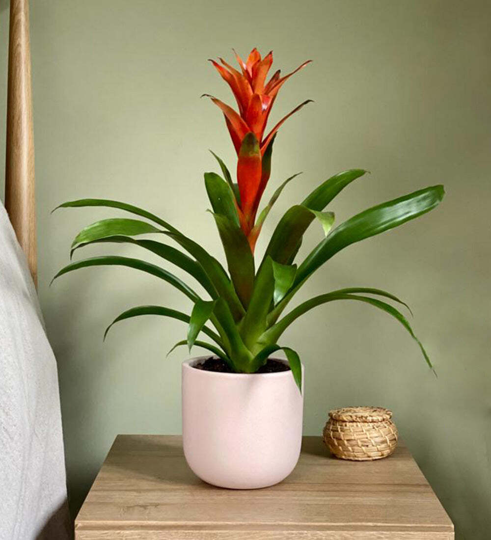 Bromelia Guzmania and Pot