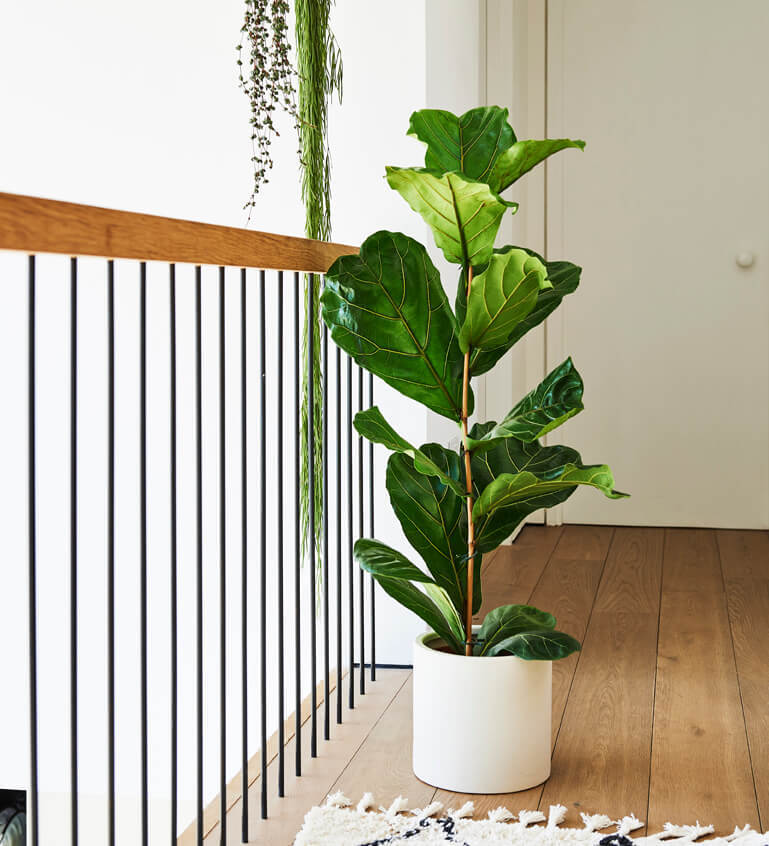 Tall Plant Bundle