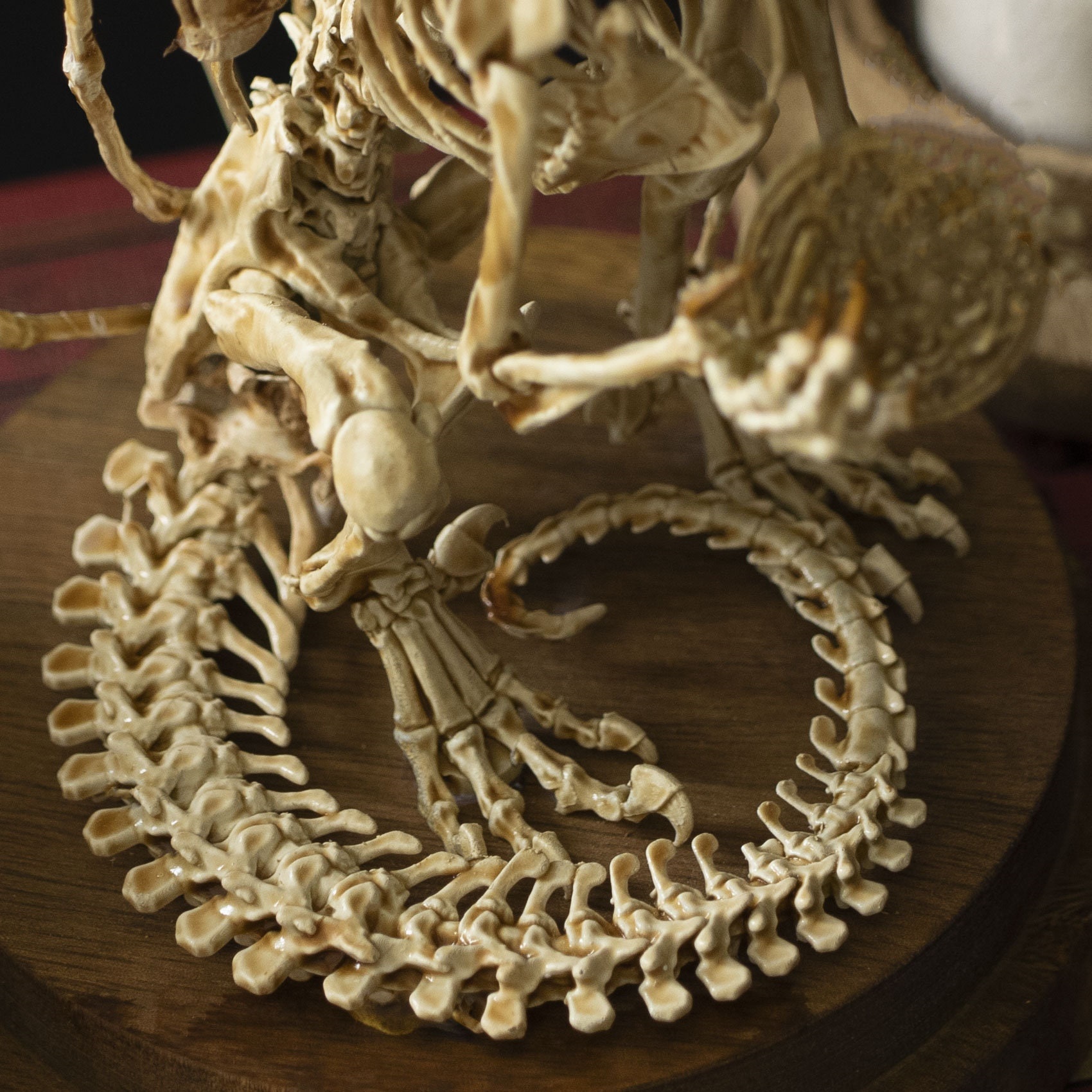 👍Last Day Promotion 60% OFF💥WENDIGO SKELETON CURIOSITY CABINET