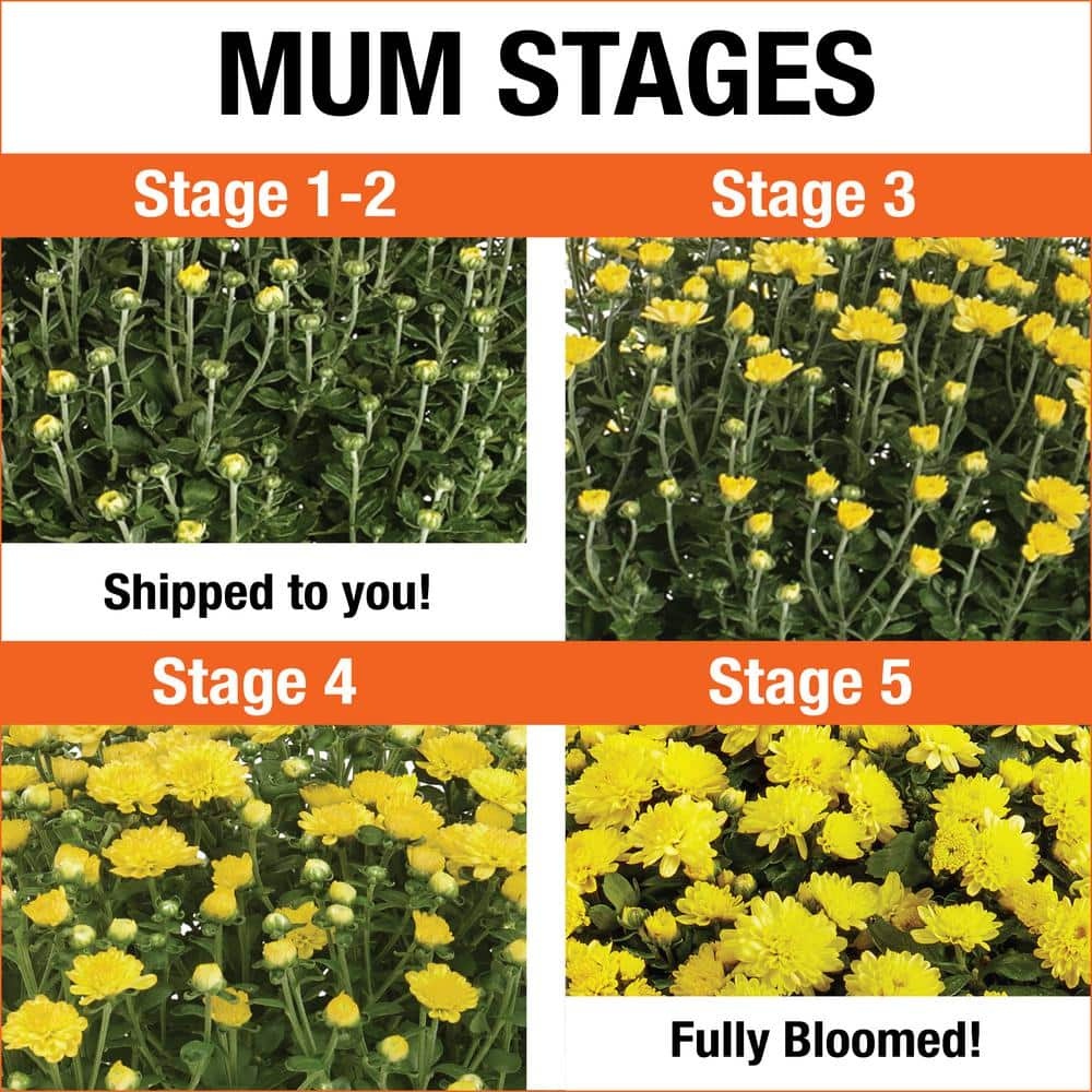 Live White Chrysanthemum (Mama) Plant
