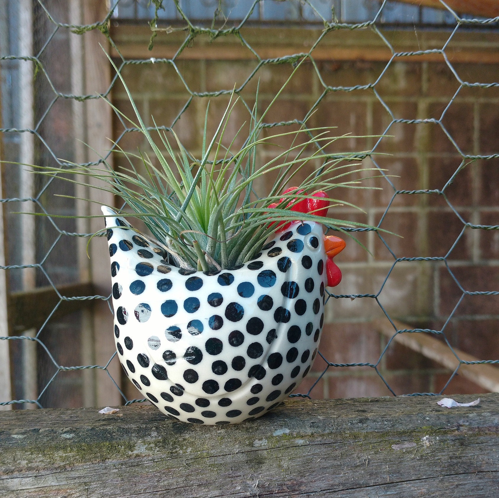 ❤️Mother's Day Sale 50% OFF❤️Free Range Black and White Chickens, Chicken Lover