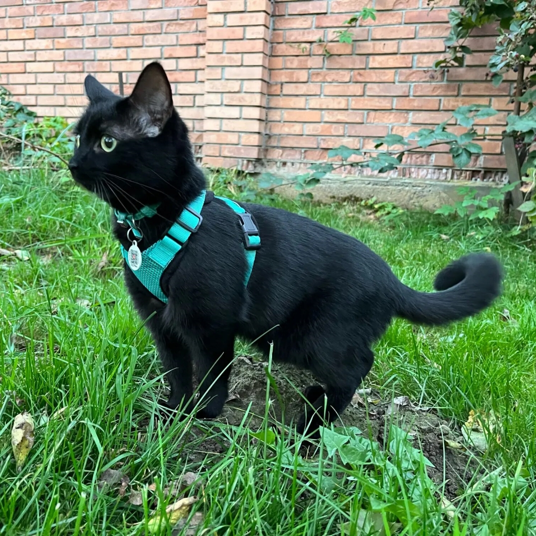 Cat Harness & Leash