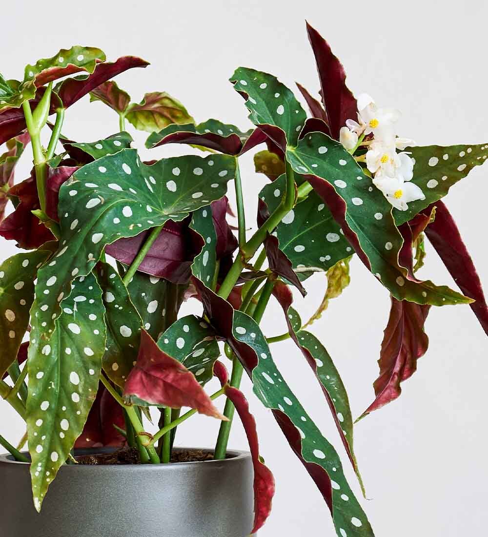Polka Dot Begonia & Pot