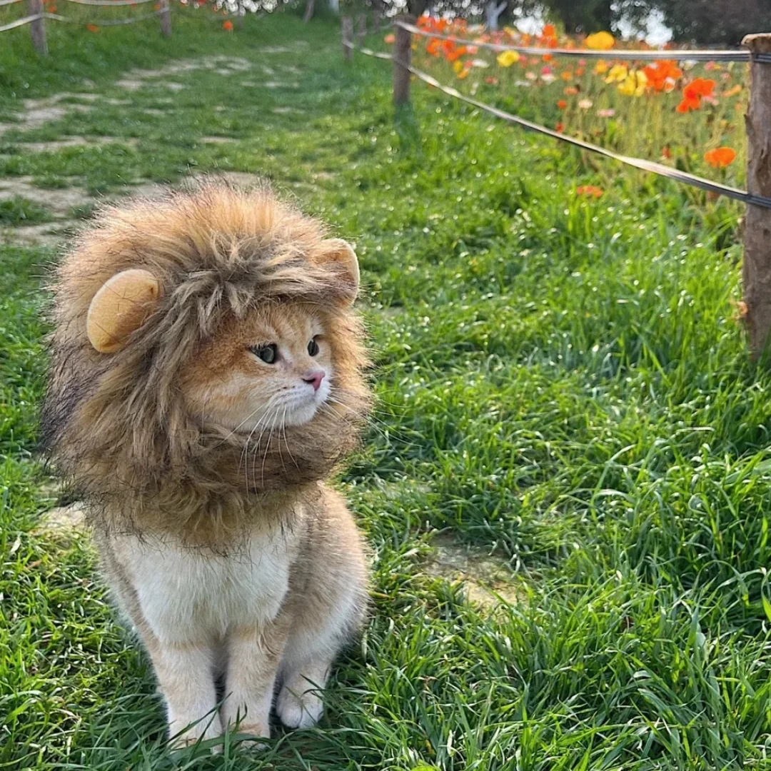 2024  King Cat Costume🔥(Last Day to Sell)