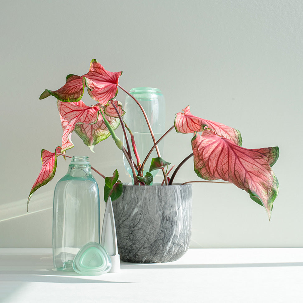 💖Last Day 50% OFF💖Self-Watering Plant Care Kit