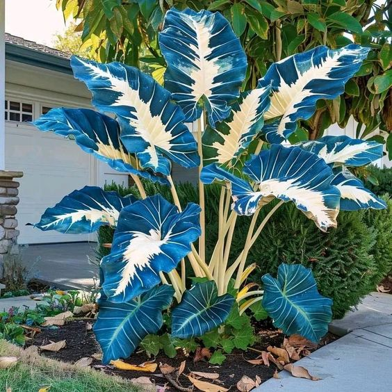 Rare Giant Caladium Seeds