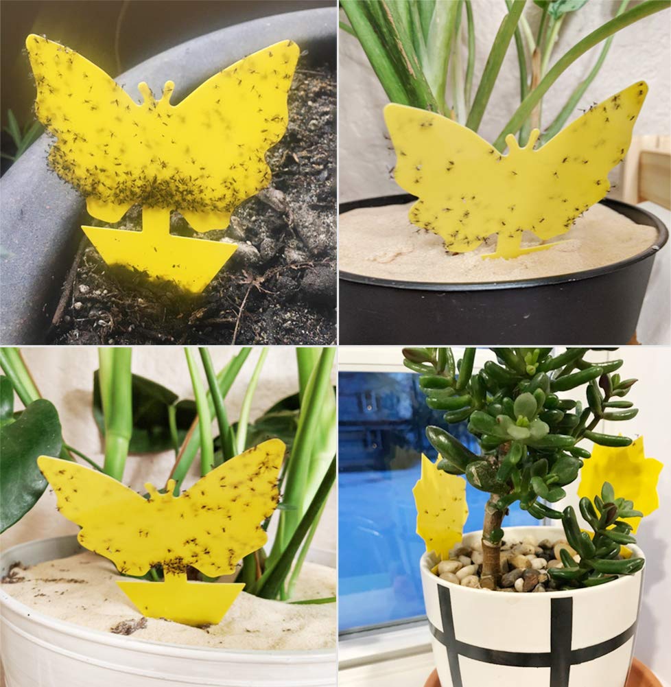 🔥Mother's Day Early Sale-[SAVE 50% OFF]--Double-sided Special-shaped Sticky Insect Trap--BUY 5 SETS GET 5 SETS FREE & FREE SHIPPING