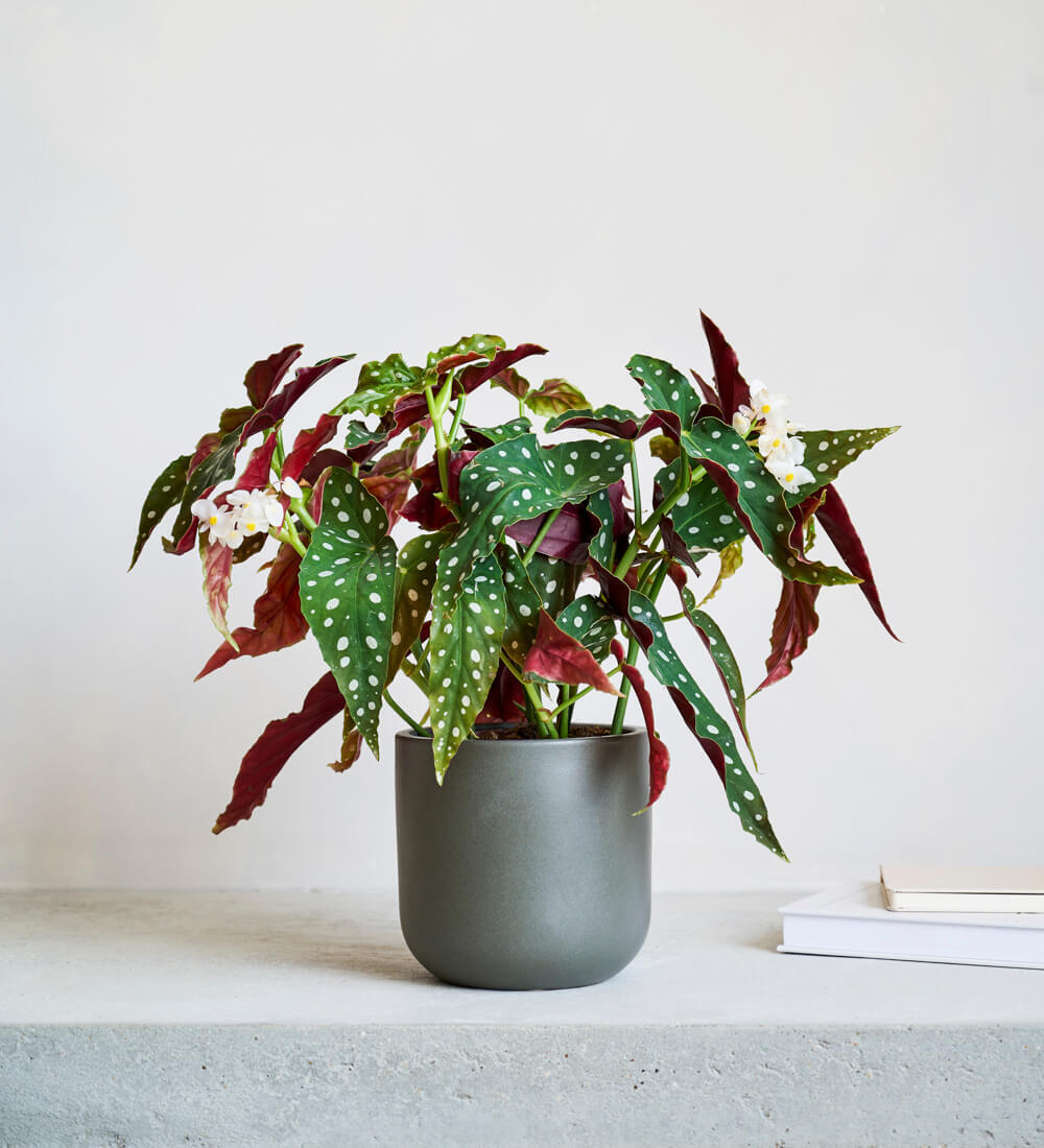 Polka Dot Begonia & Pot