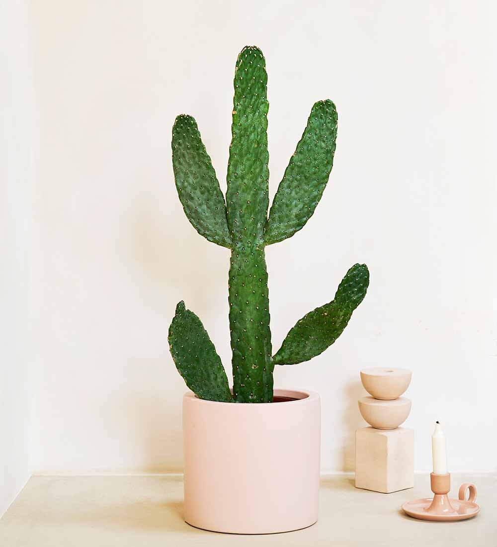 Cowboy Cactus & Pot