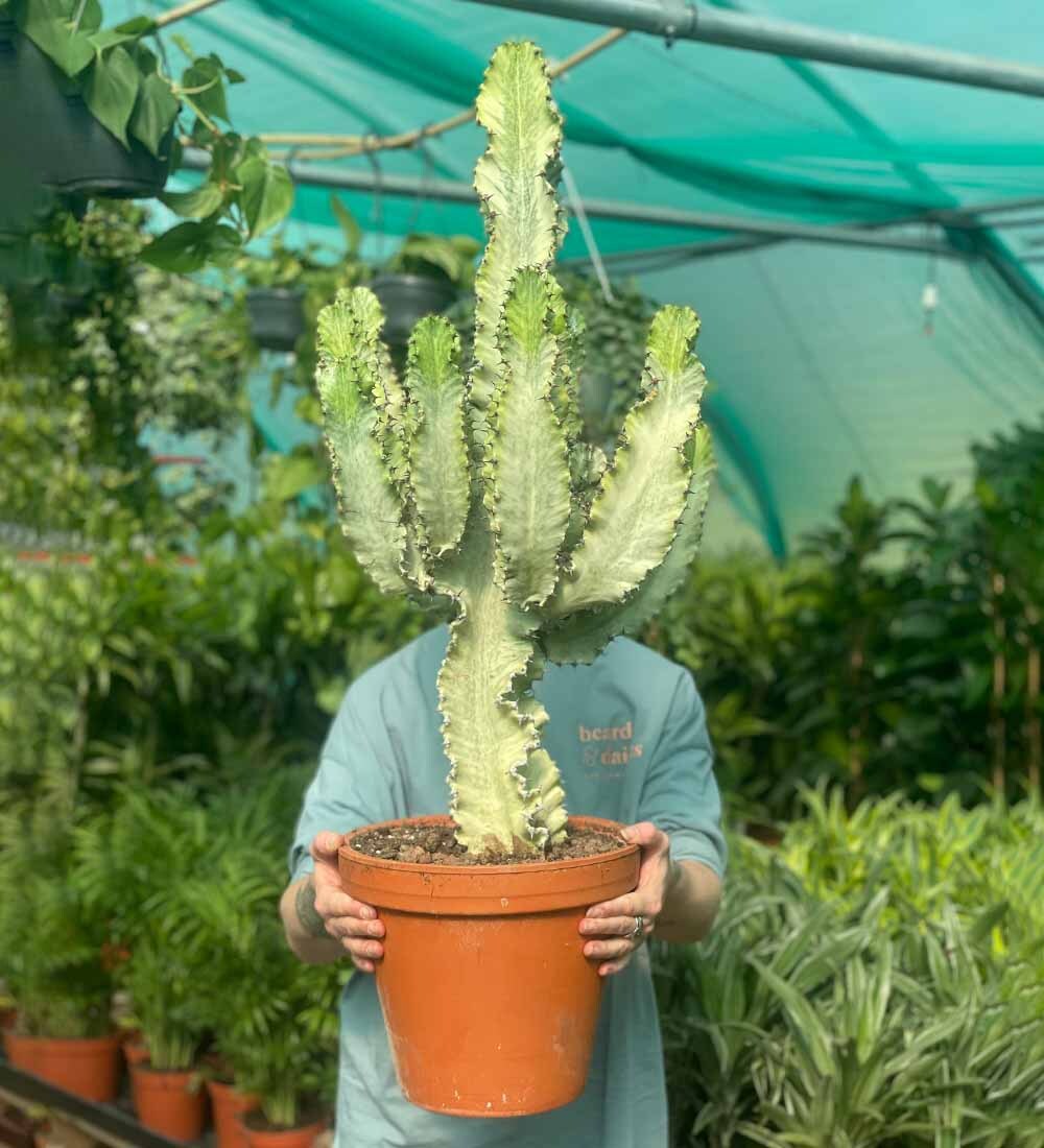 Variegated Euphorbia Erytraeae