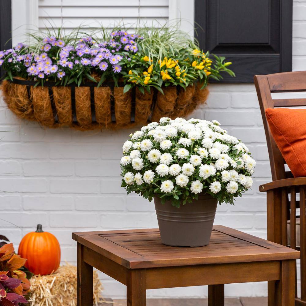 Live White Chrysanthemum (Mama) Plant