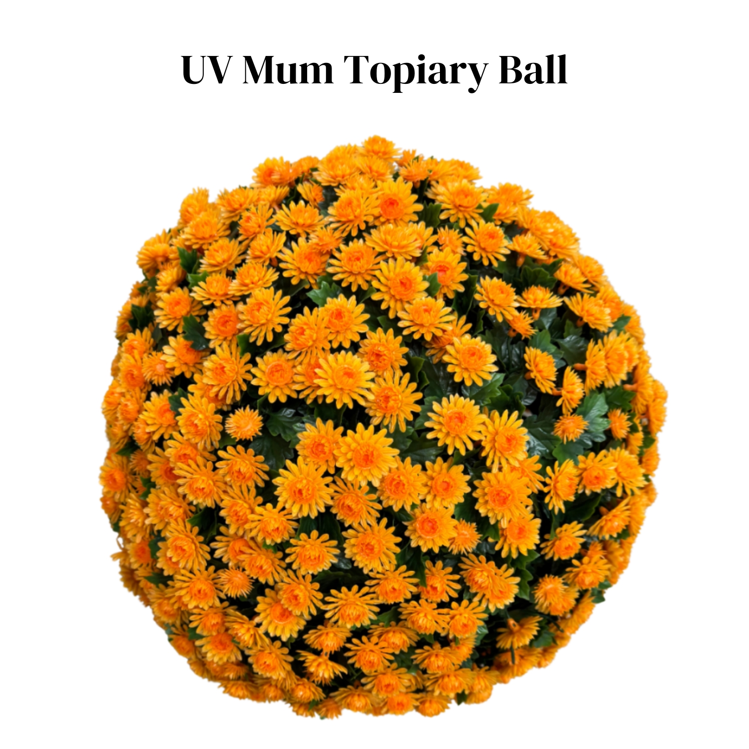 🏆Last Day 49% OFF⚡UV Mum Topiary Ball