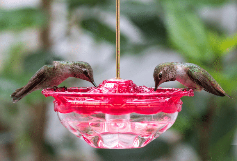 Aspects Rose HummBlossom With Perch