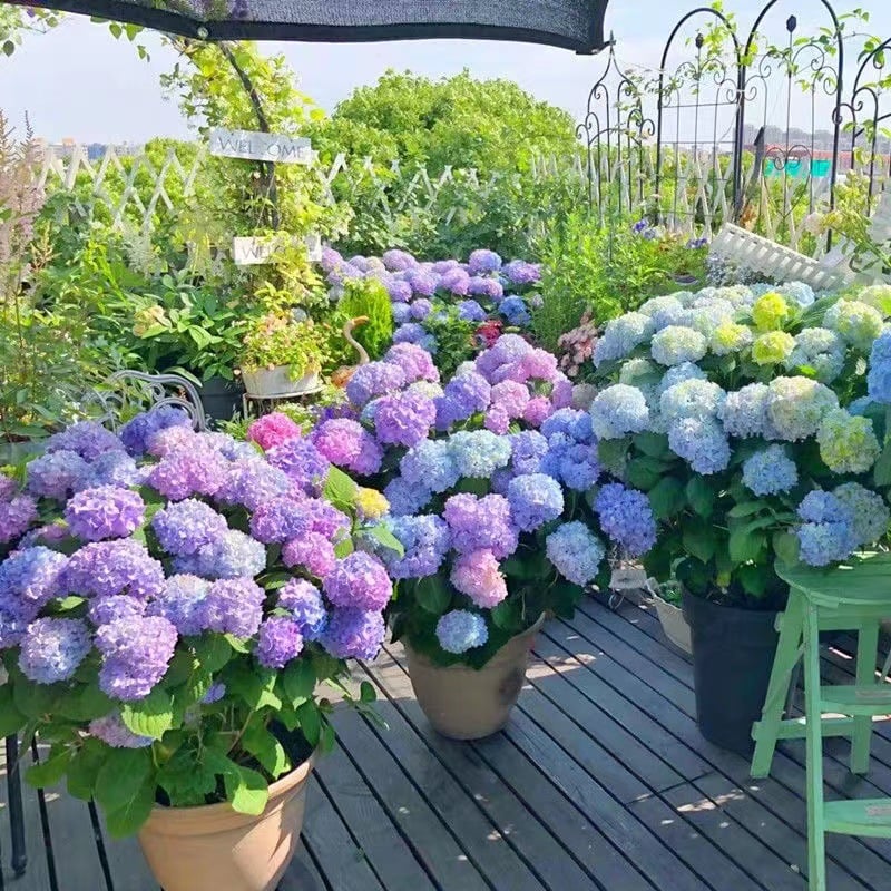 On Sale🔥21inch Outdoor Real Touch Artificial Hydrangea💐☀️UV resistant, Waterproof，Windproof🌪️(🎉Tips: 4 Píece Fills A Flower Pot)