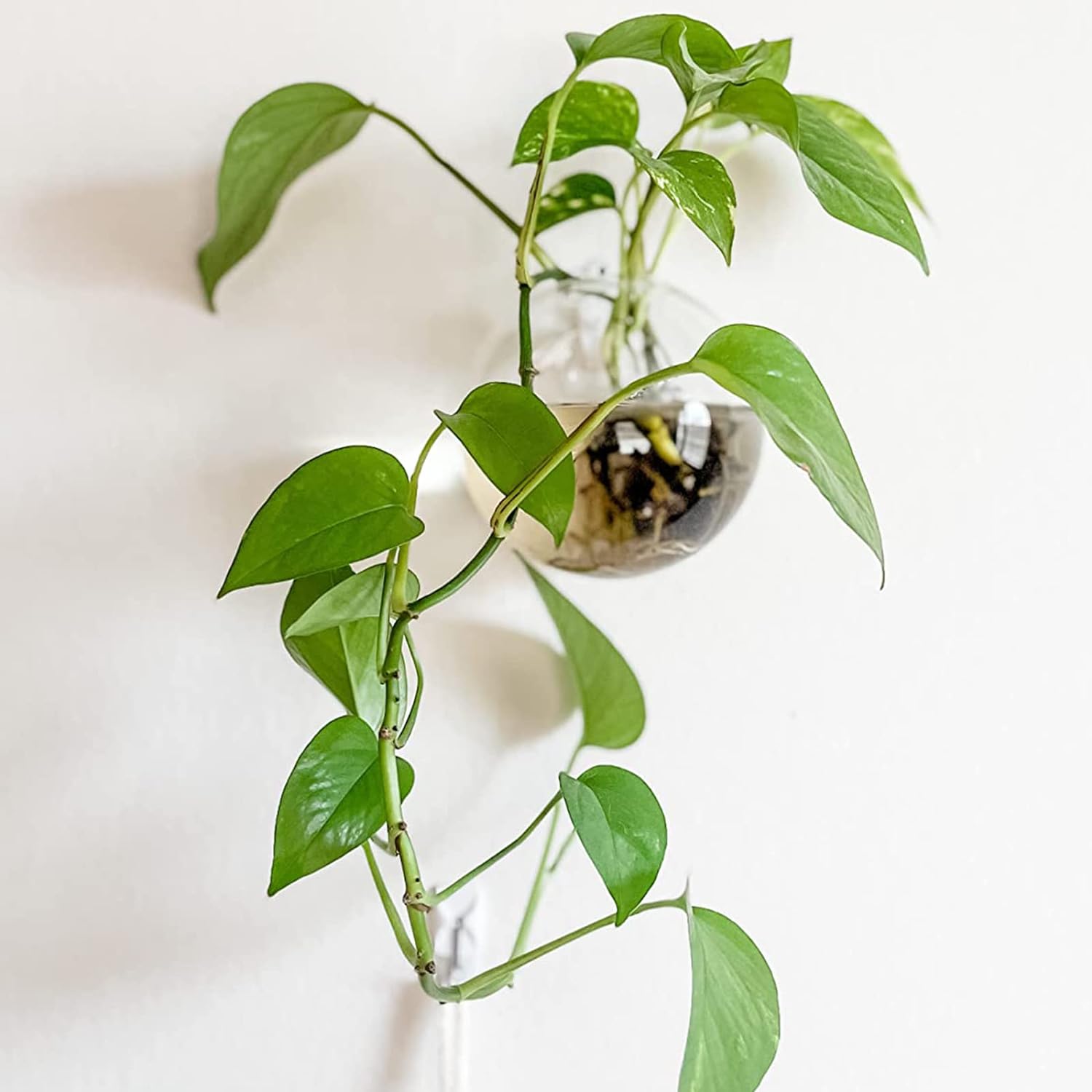 Wall Hanging Planter Propagation Station Glass Flower Vase