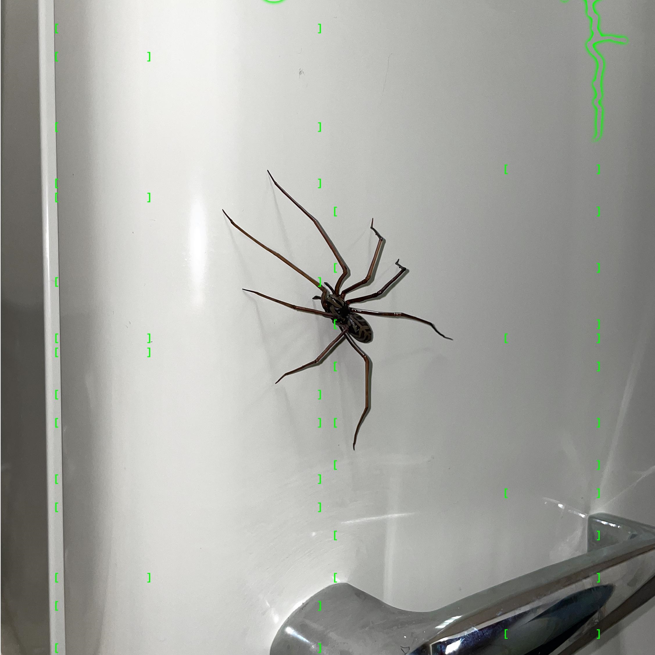 Realistic Giant House Spider Fridge Magnet
