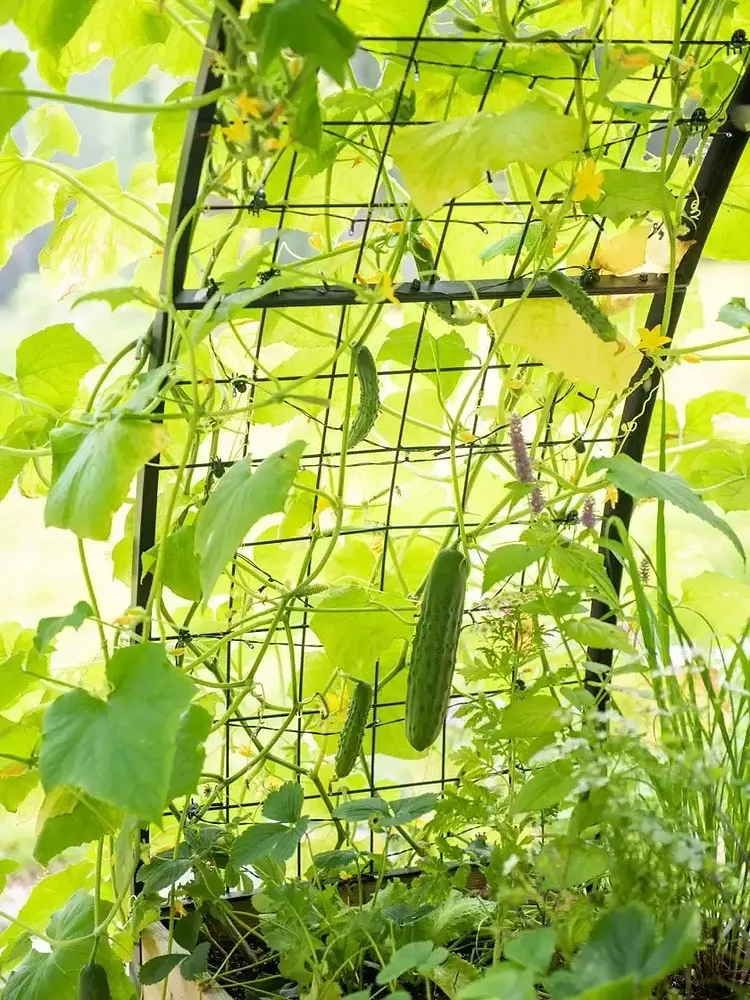 🌷2025B Clearance Sale 🔥8' X 2' x 4' Self-Watering Eco-Stained Elevated Planter Box+ Arch Trellis
