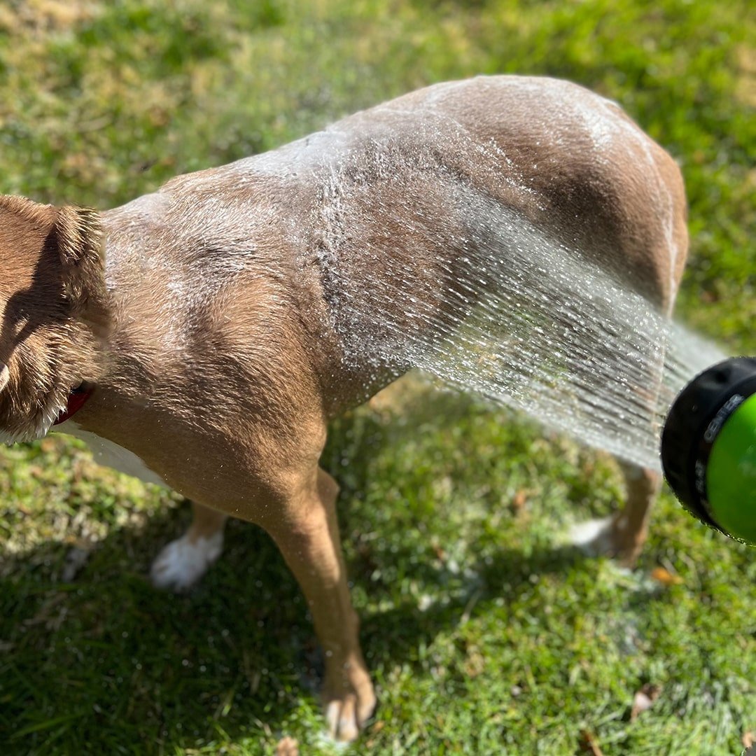 The Pup Jet 2.0