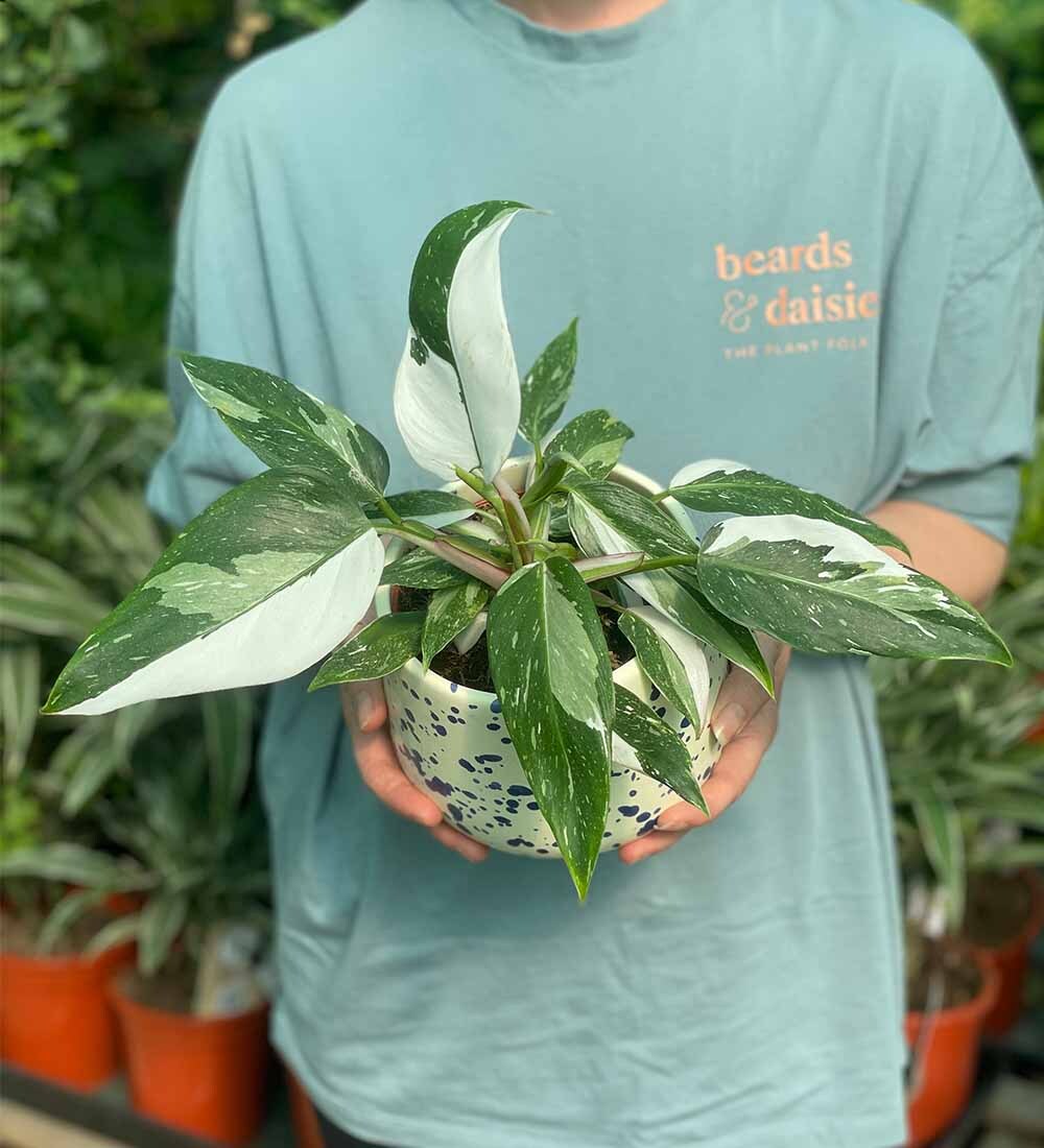 Philodendron White Princess