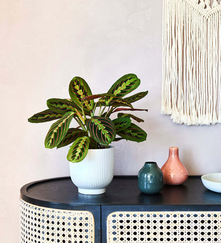 Prayer Plant & Pot