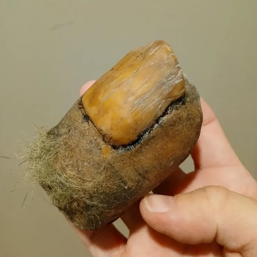 Bigfoot Toe Sasquatch