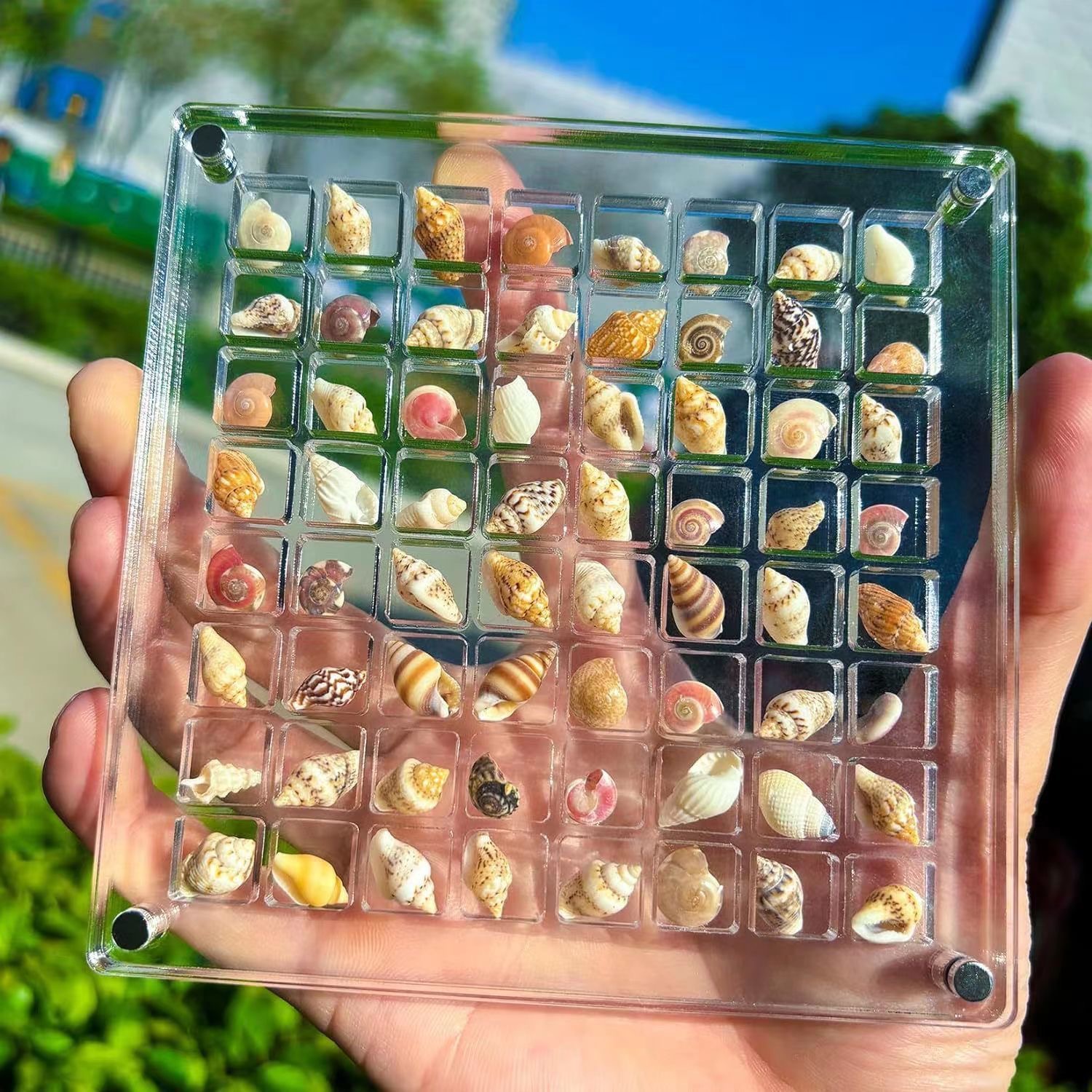 Acrylic Magnetic Shell Display Box
