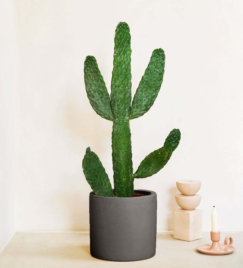 Cowboy Cactus & Pot